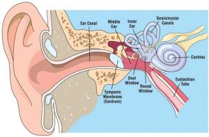 Ear care Diving