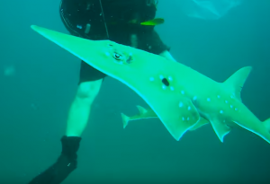 What is a Giant Guitarfish?